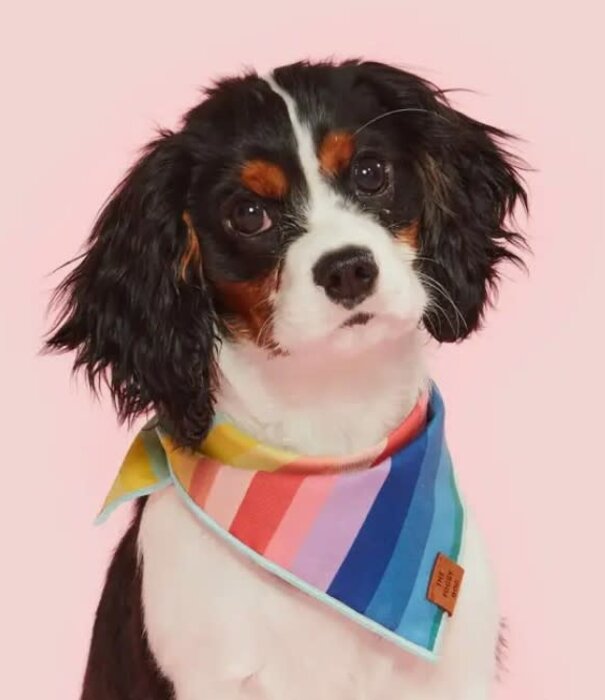 The Foggy Dog The Foggy Dog Over the Rainbow Bandana