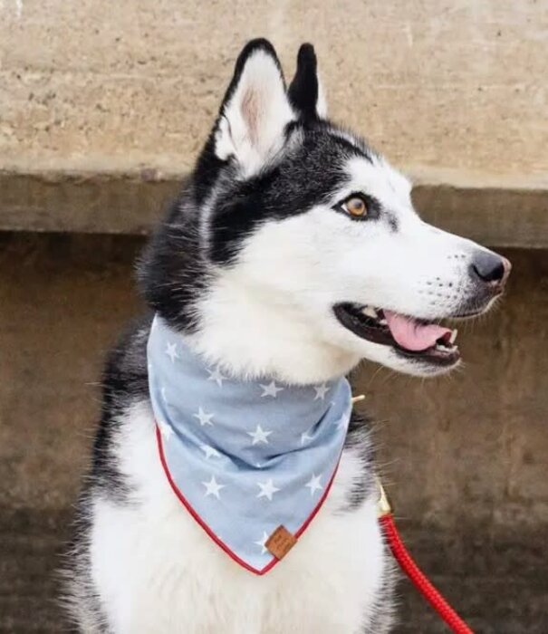 The Foggy Dog The Foggy Dog Summer Bandana