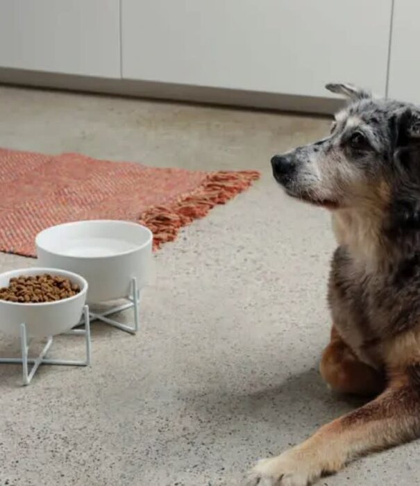 Waggo Waggo Simple Solid Dog Bowl + Stand