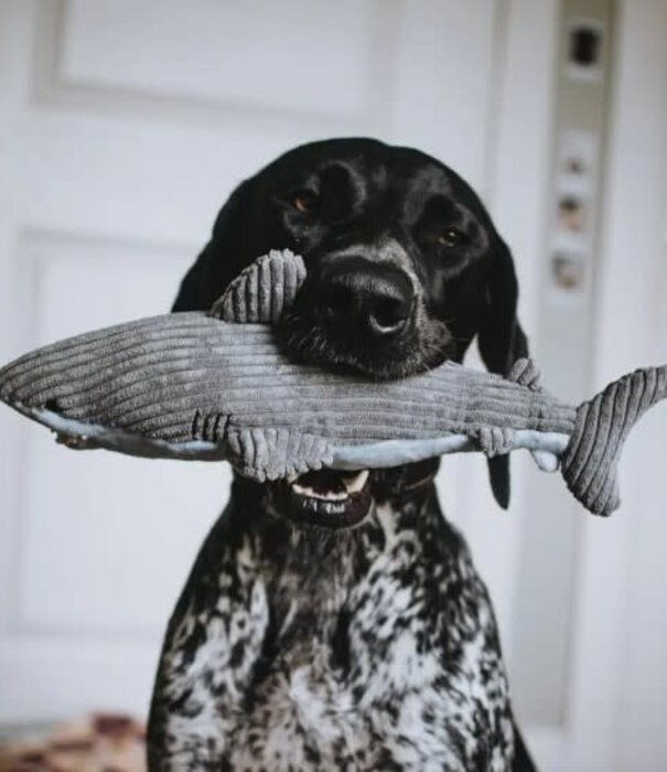 Tall Tails Tall Tails Crunch Plush Shark Dog Toy 14"