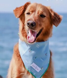 Lucy & Co Bandana
