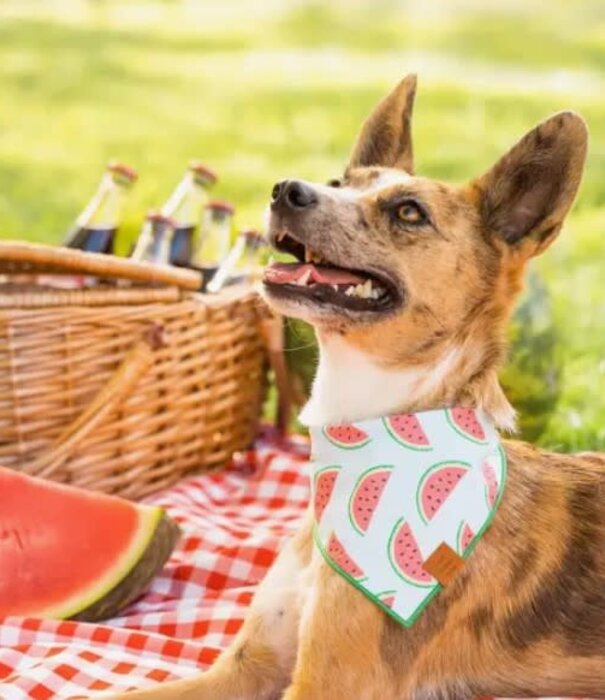 The Foggy Dog The Foggy Dog Summer Bandana