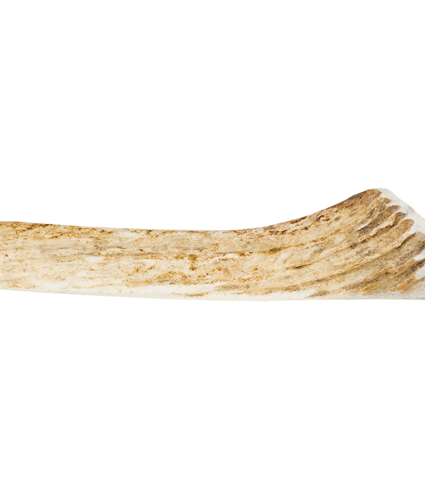 Primal Elk Antler Medium Split