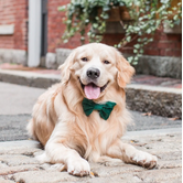The Foggy Dog Holiday Bow Tie