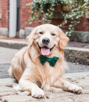 The Foggy Dog Holiday Bow Tie