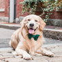 The Foggy Dog Holiday Bow Tie