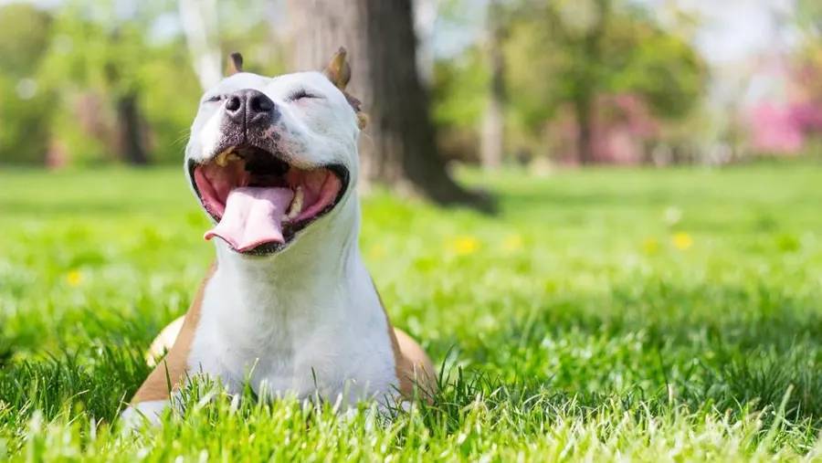 Happy pets, happy life.