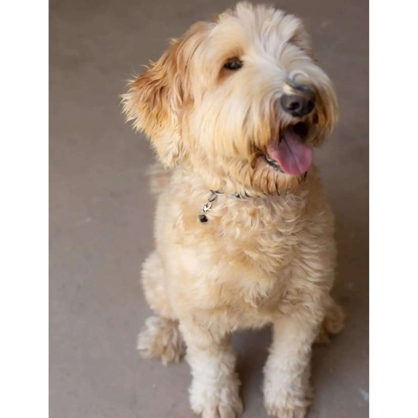 SoulKu Lucky Pet Charm