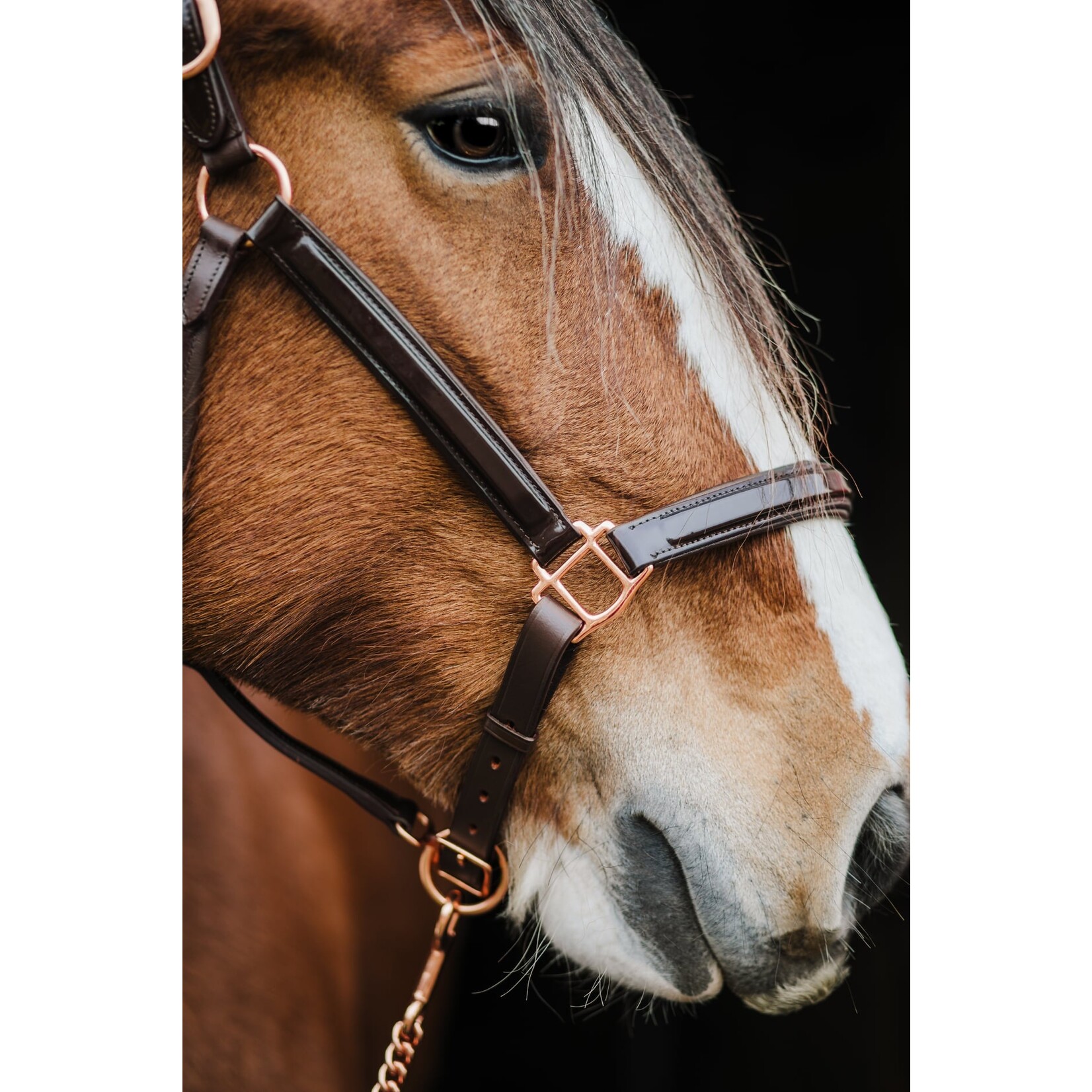 Pup & Pony Co The Grand Prix Collection: Patent Leather Halter