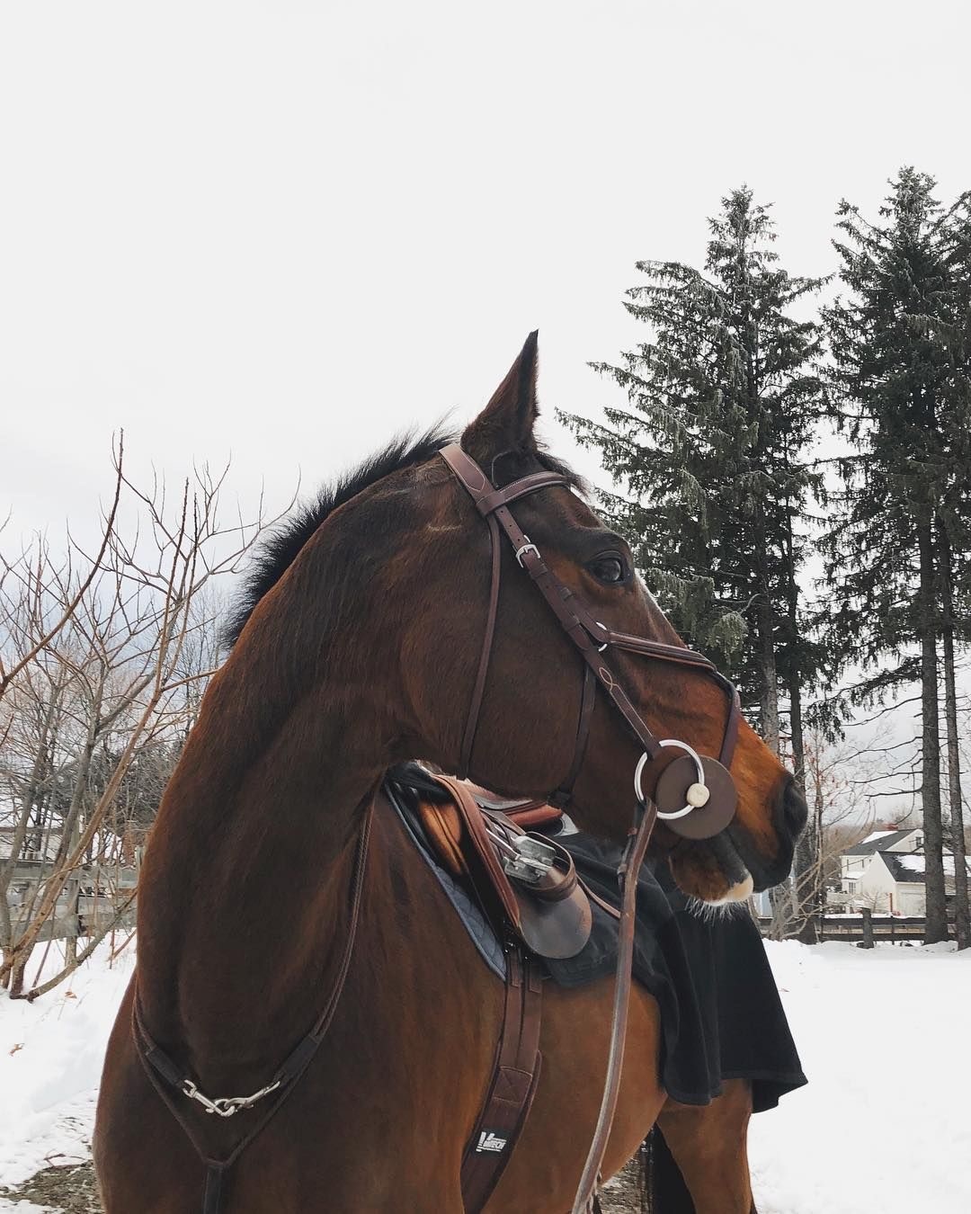 Winterizing Your Horse: A Comprehensive Guide for Optimal Well-being