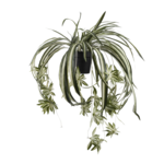Artificial Spider Plant