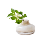 Henry Dean Lynx Femeia Vase S