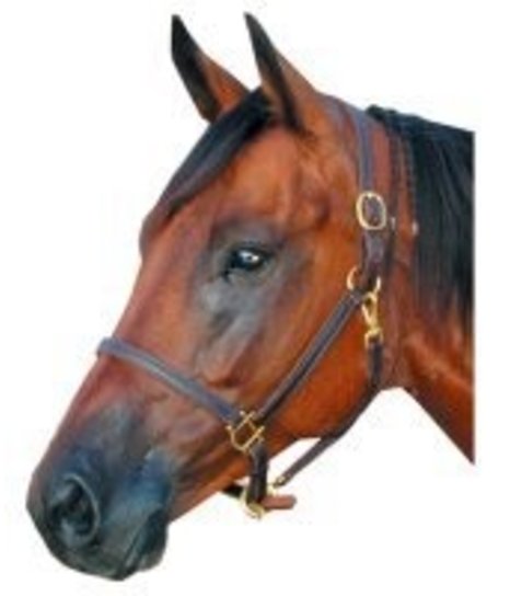 Louis Vuitton noseband bronc halter LV  Horse show clothes, Western  pleasure horses, Horse accessories