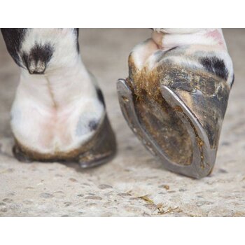 Hoof Care & Poultice