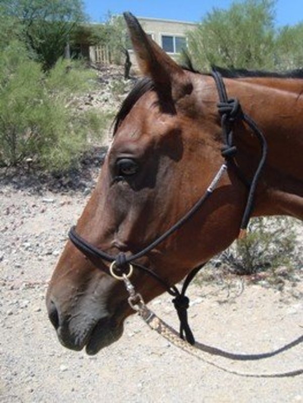 Double Diamond 5/16" Double Diamond Rope Halter w/Rings