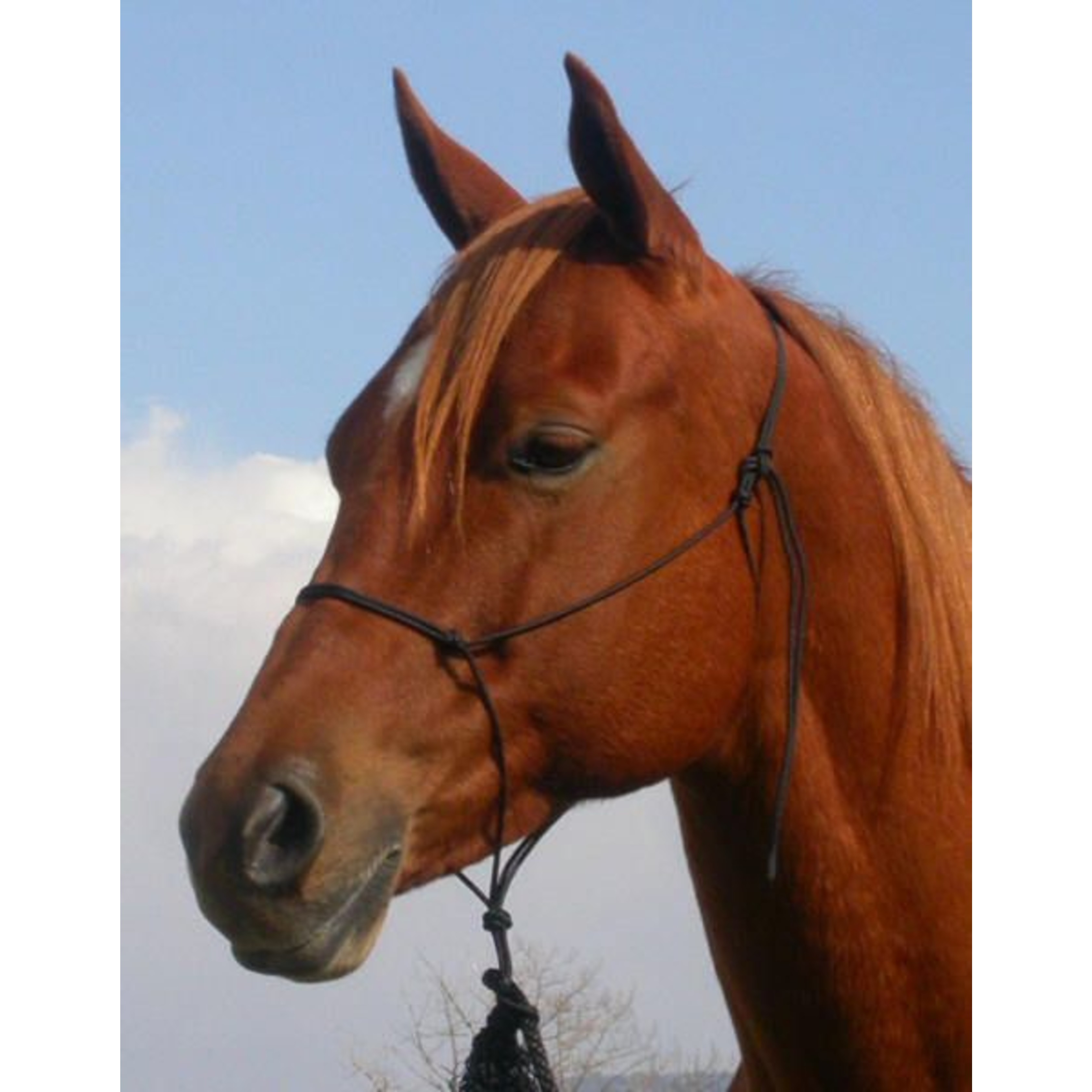 6mm Double Diamond Rope Halter Gass Horse Supply & Western Wear