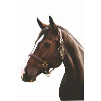 Fancy Padded Leather Halter