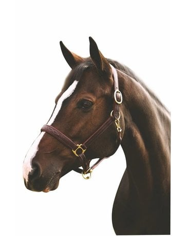 Fancy Padded Leather Halter