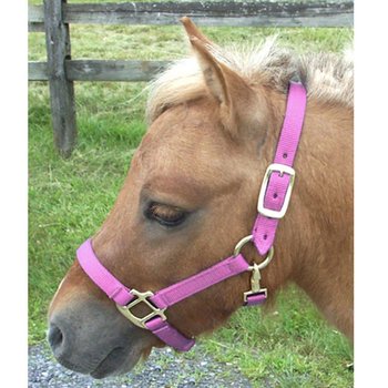 Intrepid Adjustable Mini Nylon Halter