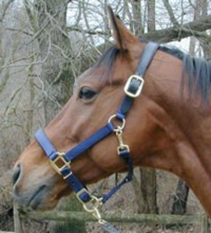 Intrepid Padded Breakaway Crown - Fully Adjustable Nylon Halter