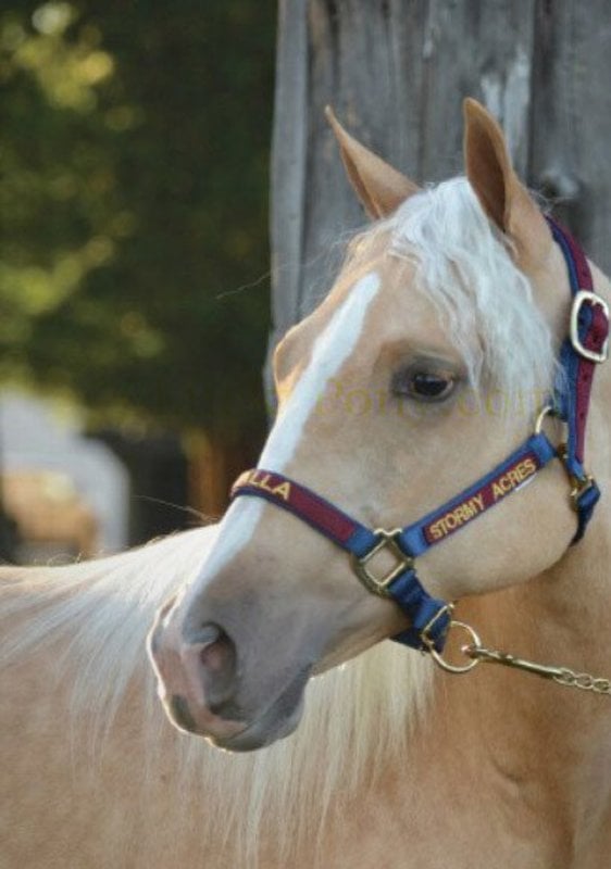 Triple E Custom Embroidered Overlay Nylon Halter