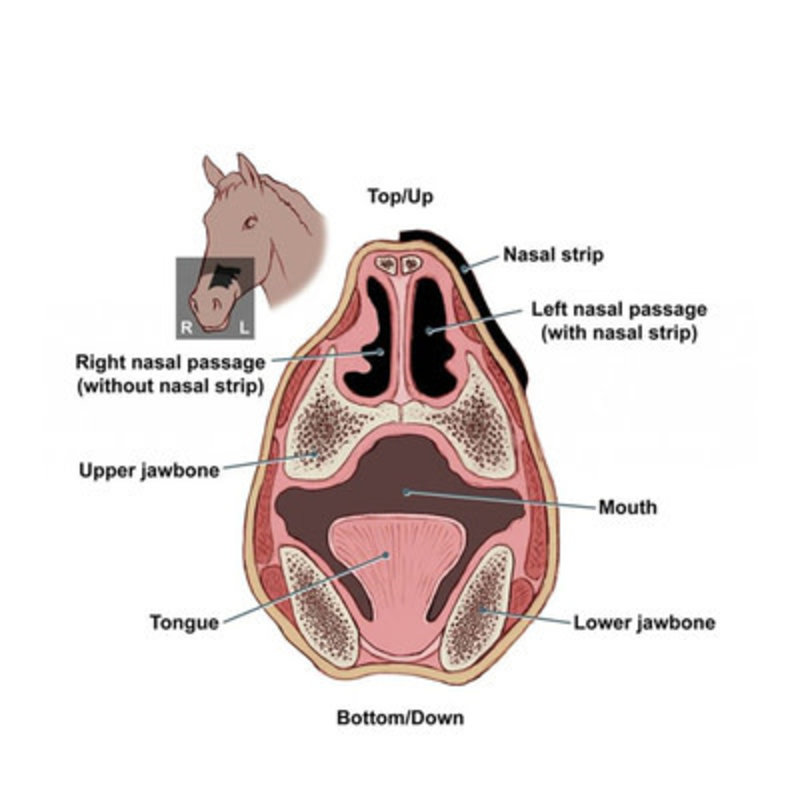 Flair Equine Nasal Strips