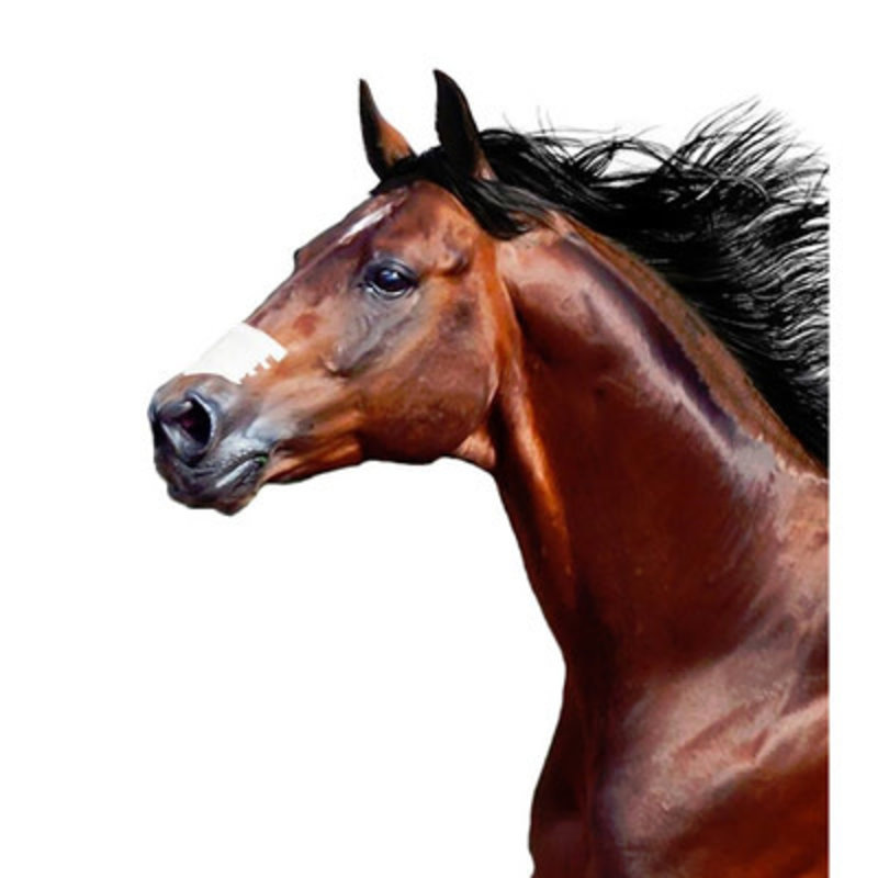 Flair Equine Nasal Strips