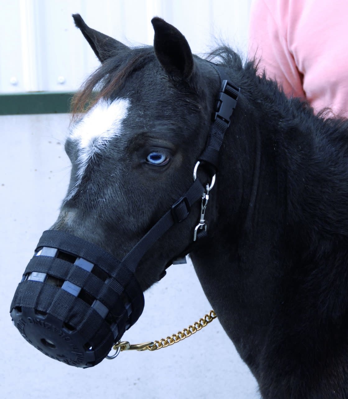 Miniature horse muzzle cheap