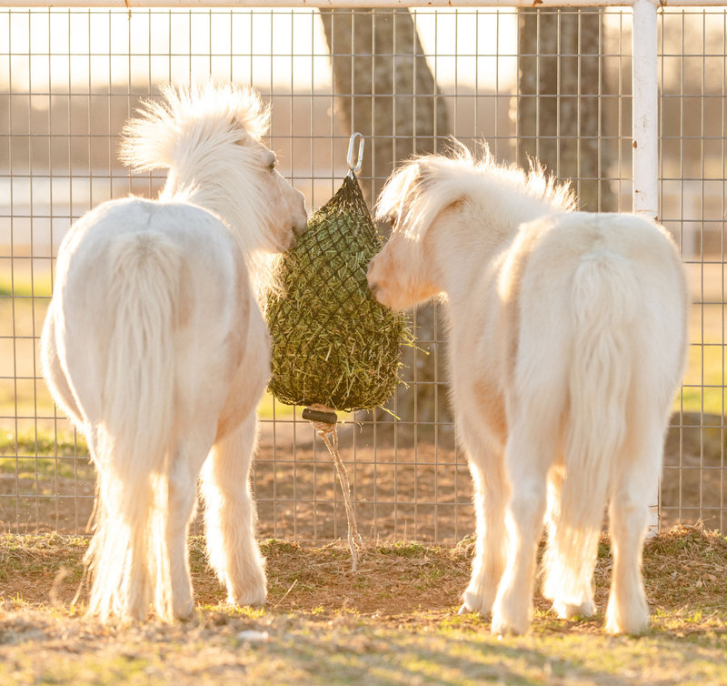 Hay CHIX Hay Chix - Quarter Bale Net 1 1/4" Slow Feed