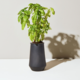 Modern Sprout Black Tapered - Basil
