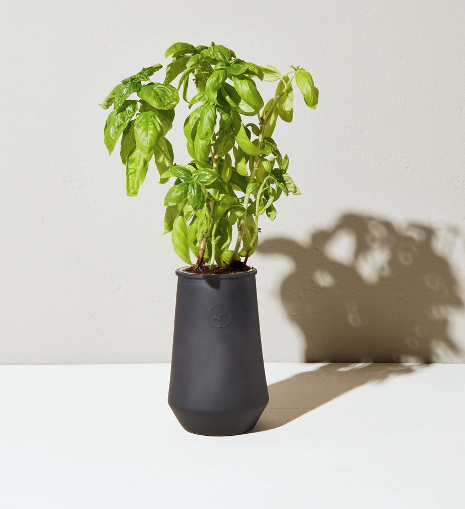 Modern Sprout Black Tapered - Basil