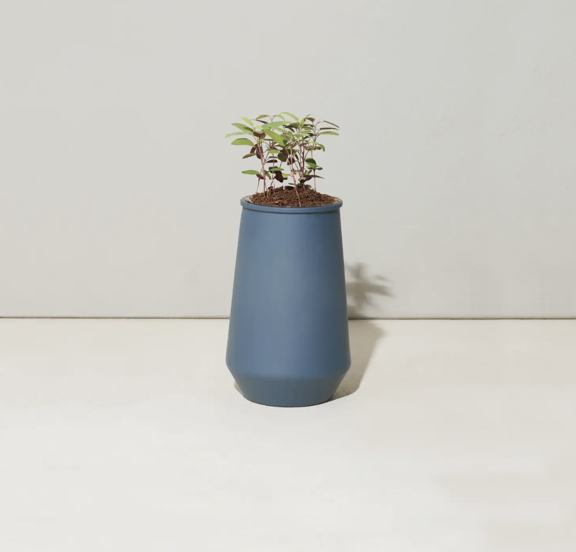 Modern Sprout Blue Tapered- Eucalyptus