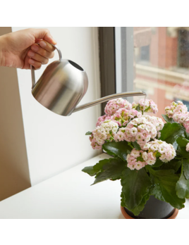 Kikkerland Stainless Steel Watering Can