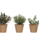 Creative Co-op Faux Greens w/ Red Berries in Paper Mache Pot