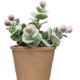 Creative Co-op Faux Greens w/ Red Berries in Paper Mache Pot