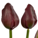 GG Distributors 16" Tulip Bundle Purple