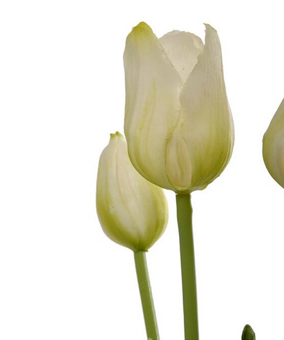 GG Distributors 16" Tulip Bundle Cream