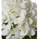 18.5" Hydrangea Stem- white