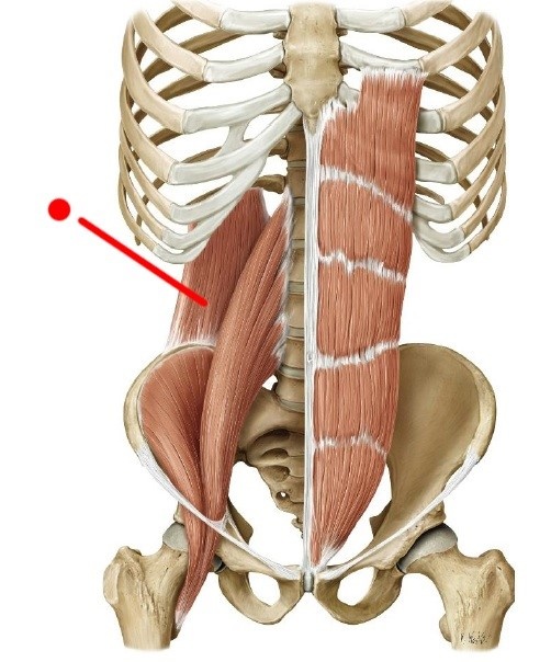 Quadratrus Lumborum