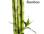 Bamboo
