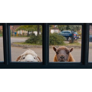 Sheep Detectives Movie Screening