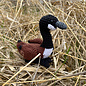 Canada Goose Amigurumi Workshop
