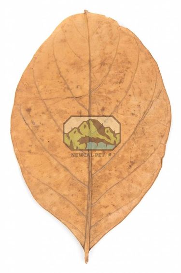 NewCal Pets NEWCAL NC-JFL10 Feuilles de jacquier pq de 10 -  6-8''