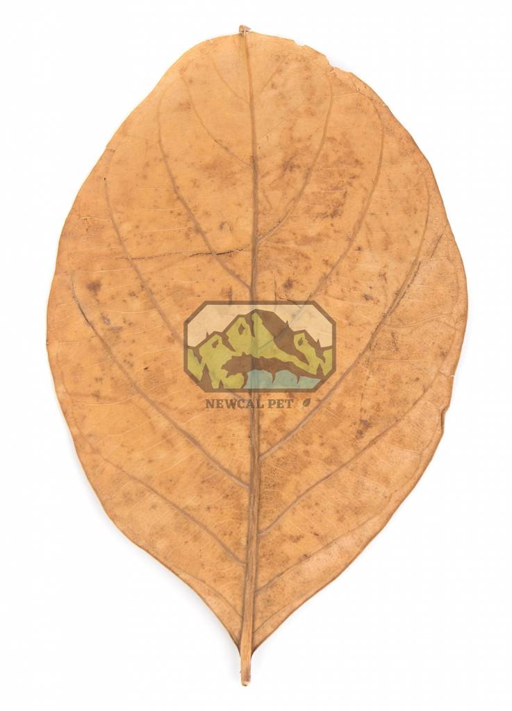 NewCal Pets NEWCAL NC-JFL10 Feuilles de jacquier pq de 10 -  6-8''