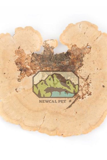 NewCal Pets NEWCAL NC-SM2P Champignons éponge pq de 2