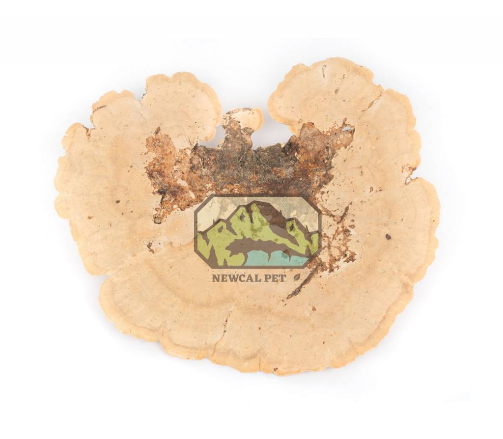 NewCal Pets NEWCAL NC-SM2P Champignons éponge pq de 2