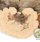 NewCal Pets Sponge Mushroom - 2 Pack