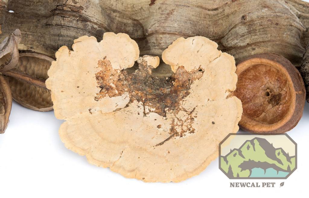 NewCal Pets NewCal Sponge Mushroom 2-Pack
