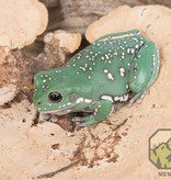 NewCal Pets NEWCAL NC-SM2P Champignons éponge pq de 2