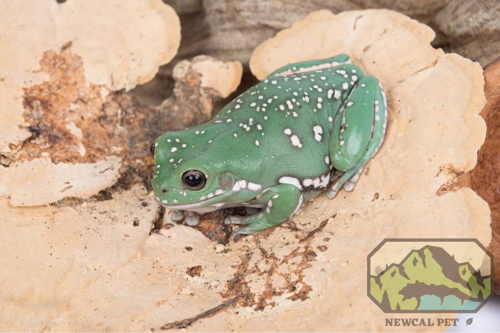 NewCal Pets NEWCAL NC-SM2P Champignons éponge pq de 2